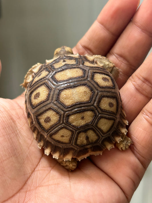 Tortuga sulcata cría
