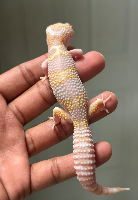 Gecko leopardo Snow tremper het eclipse macho