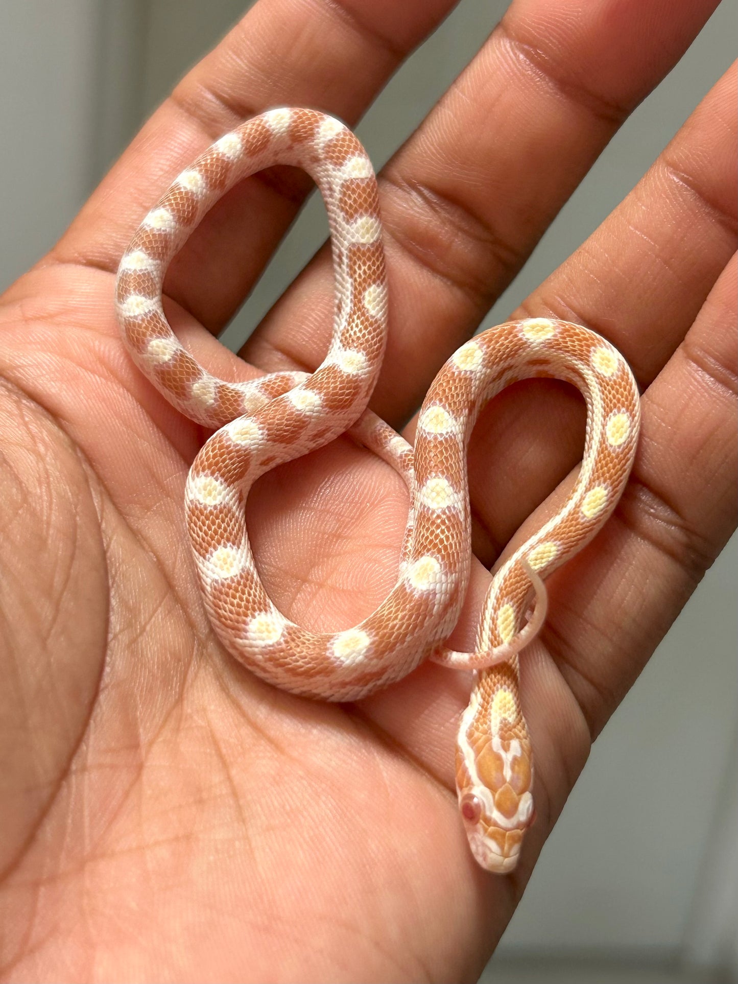 Serpiente maicera butter