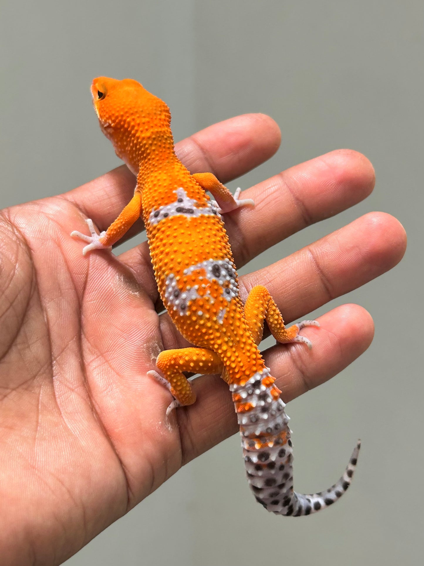 Gecko leopardo blood inferno macho