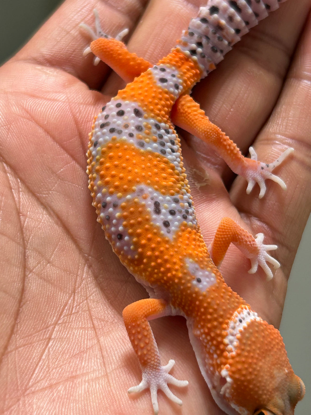 Gecko leopardo Blood inferno macho