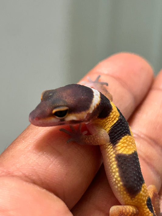 Gecko leopardo Blood inferno