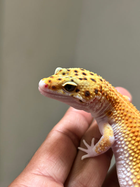 Gecko leopardo Tangerine eclipse macho