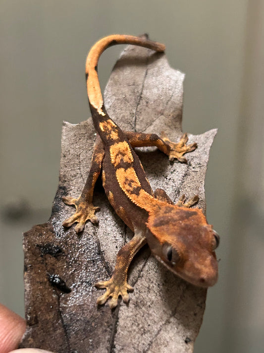 Gecko crestado harlequin