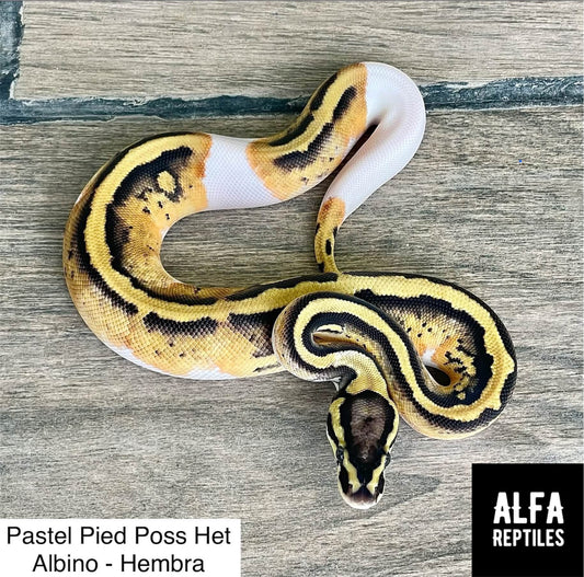 Pitón bola Pastel pied het albino hembra