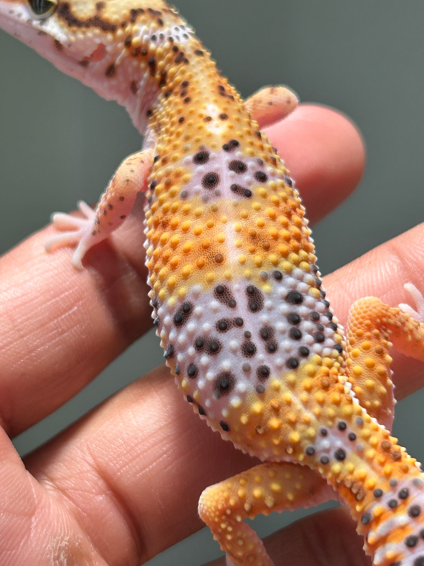 Gecko leopardo blood hembra
