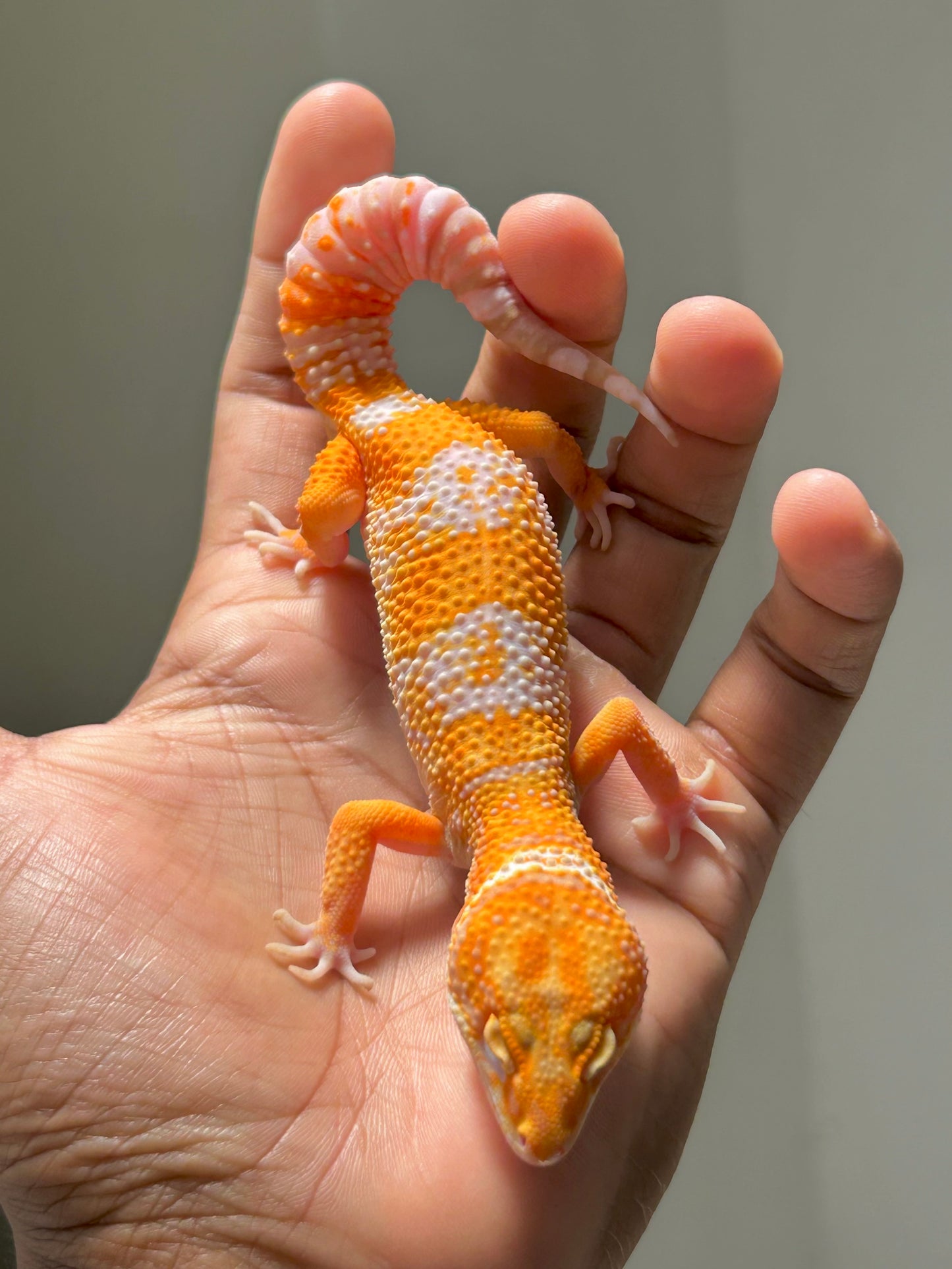 Gecko leopardo Blood Tremper