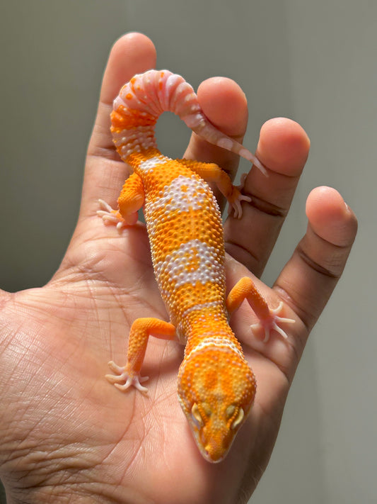 Gecko leopardo Blood Tremper