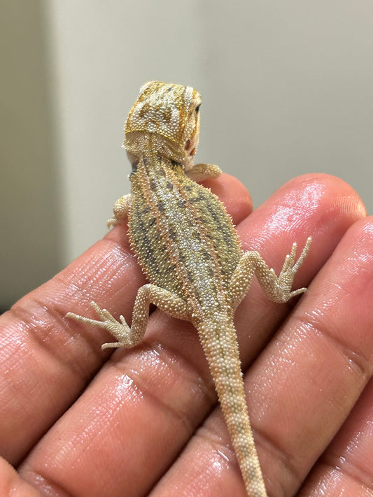 Pogona Citrus hypo dunner macho