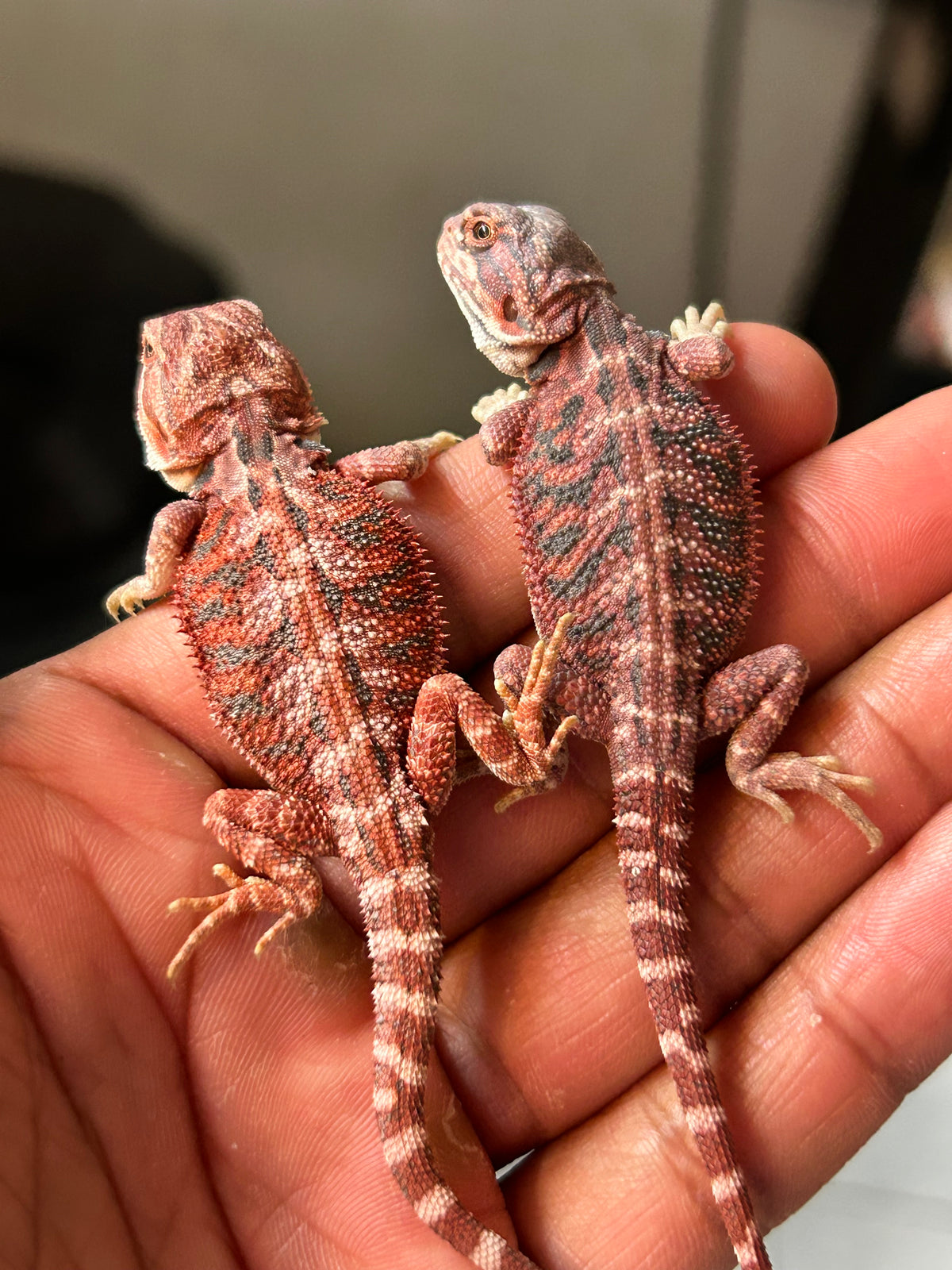 Reserva de Pogona Red Blue Tiger