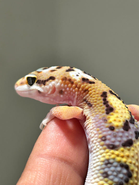 Gecko leopardo Snow