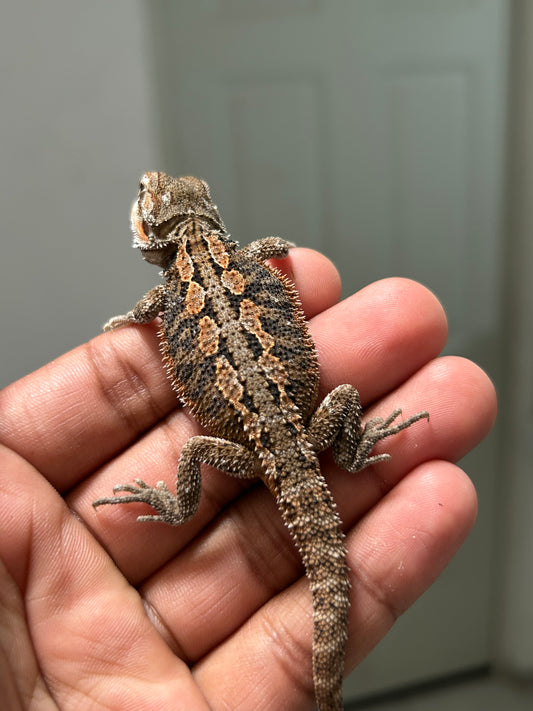 Pogona Nominal het hypo hembra