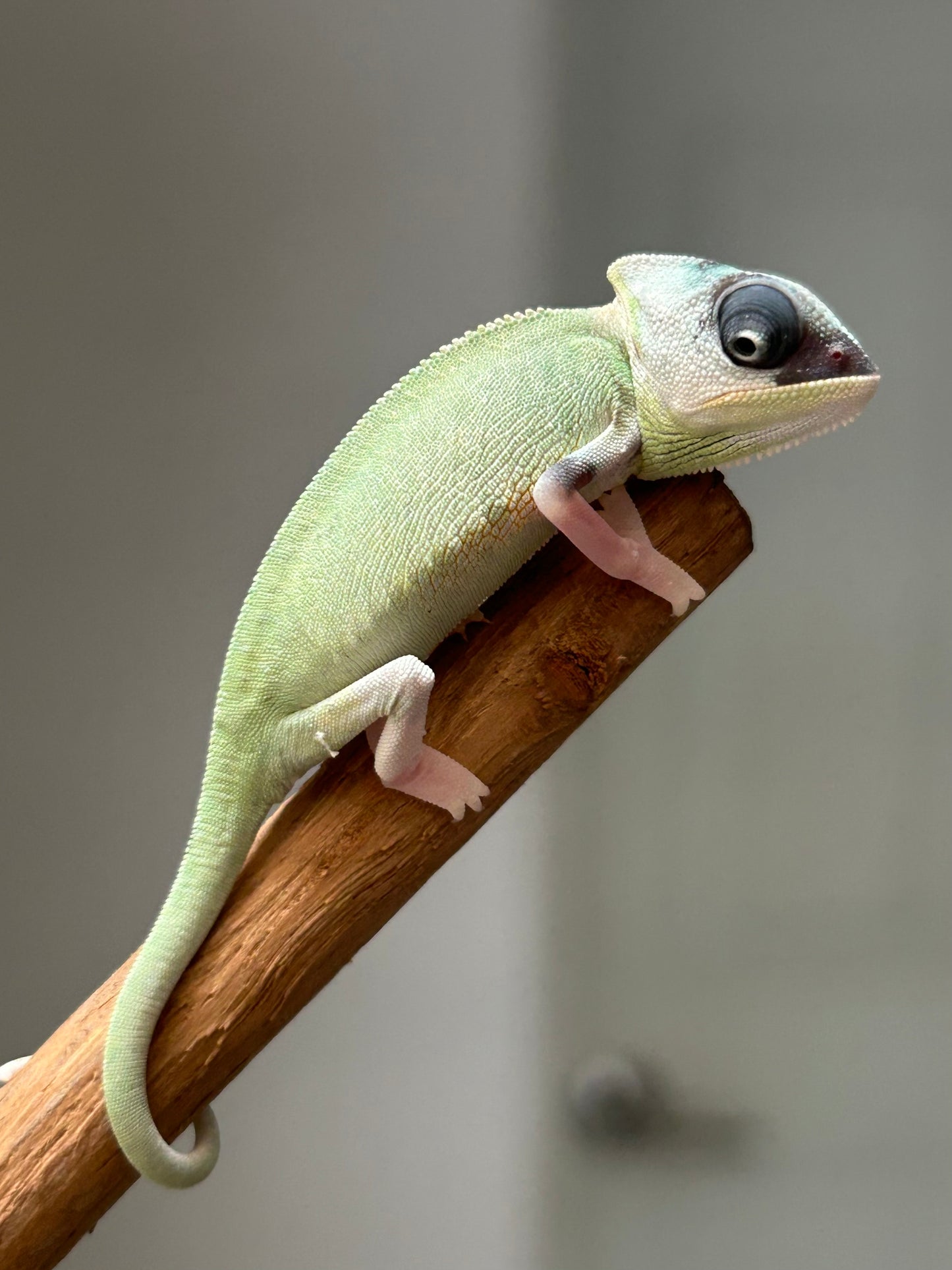 Camaleón de velo high pied macho cría
