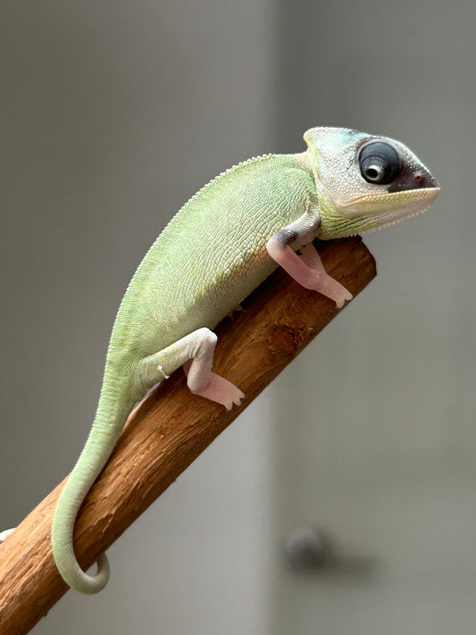 Camaleón de velo high pied macho cría