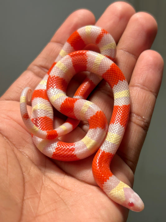 Serpiente falsa coral albina macho (Puebla x Nelson)