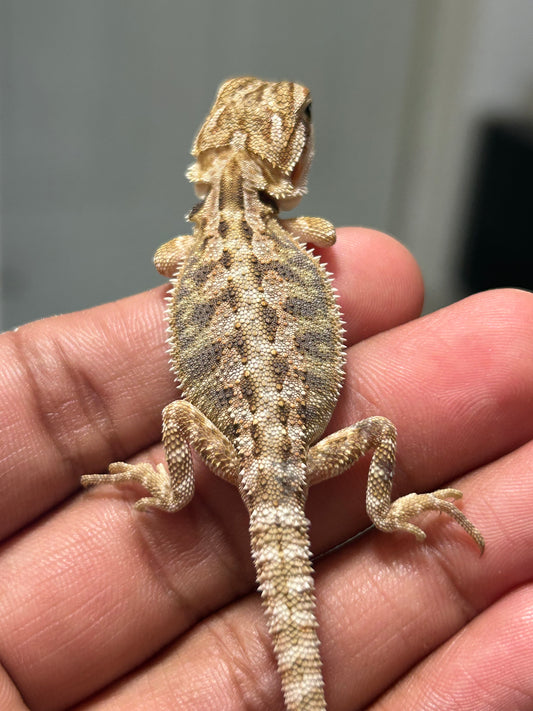 Pogona nominal het hypo/witblits hembra