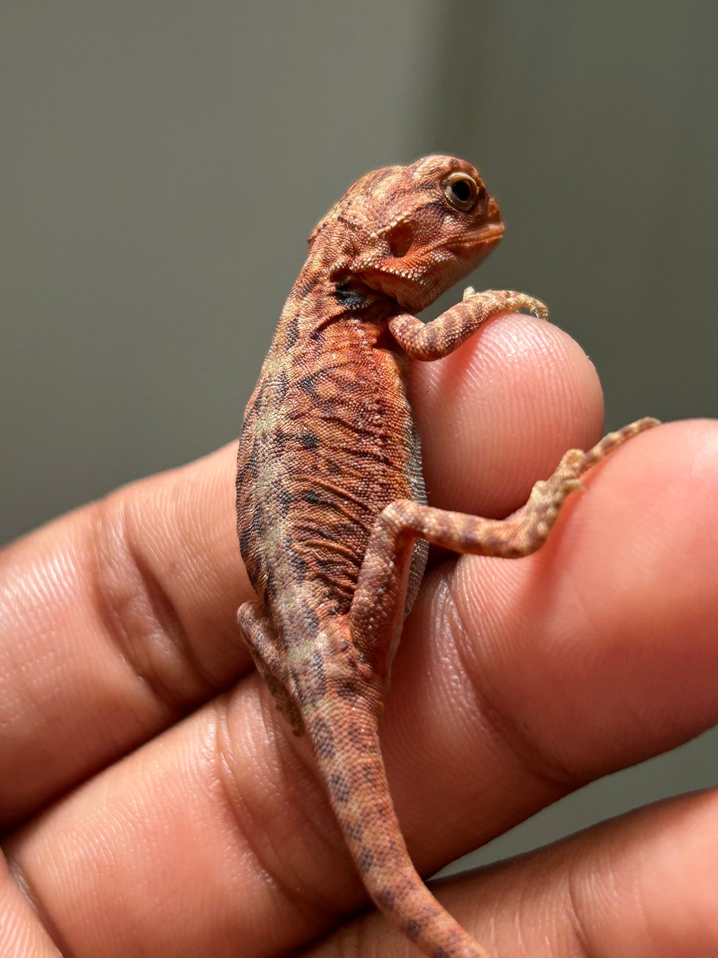 Pogona Red Monster x Chamuco  Trans Leatherback hembra