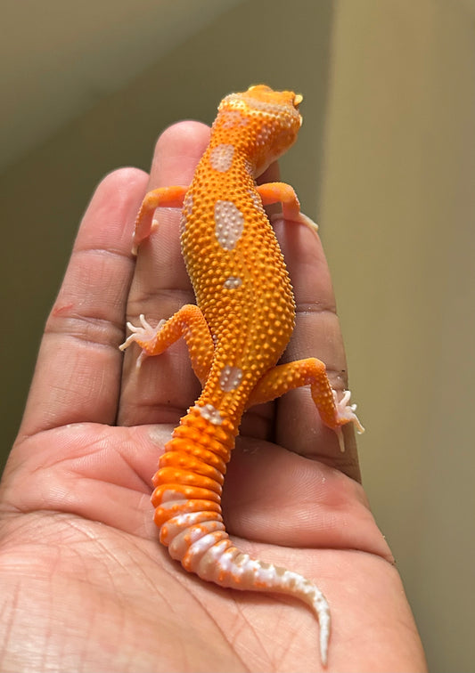 Gecko leopardo Red Diamond hembra