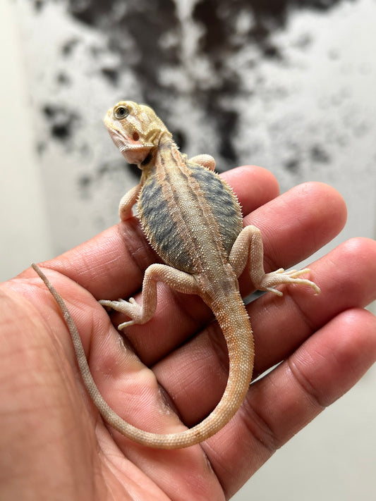 Pogona Trans leatherback hypo hembra