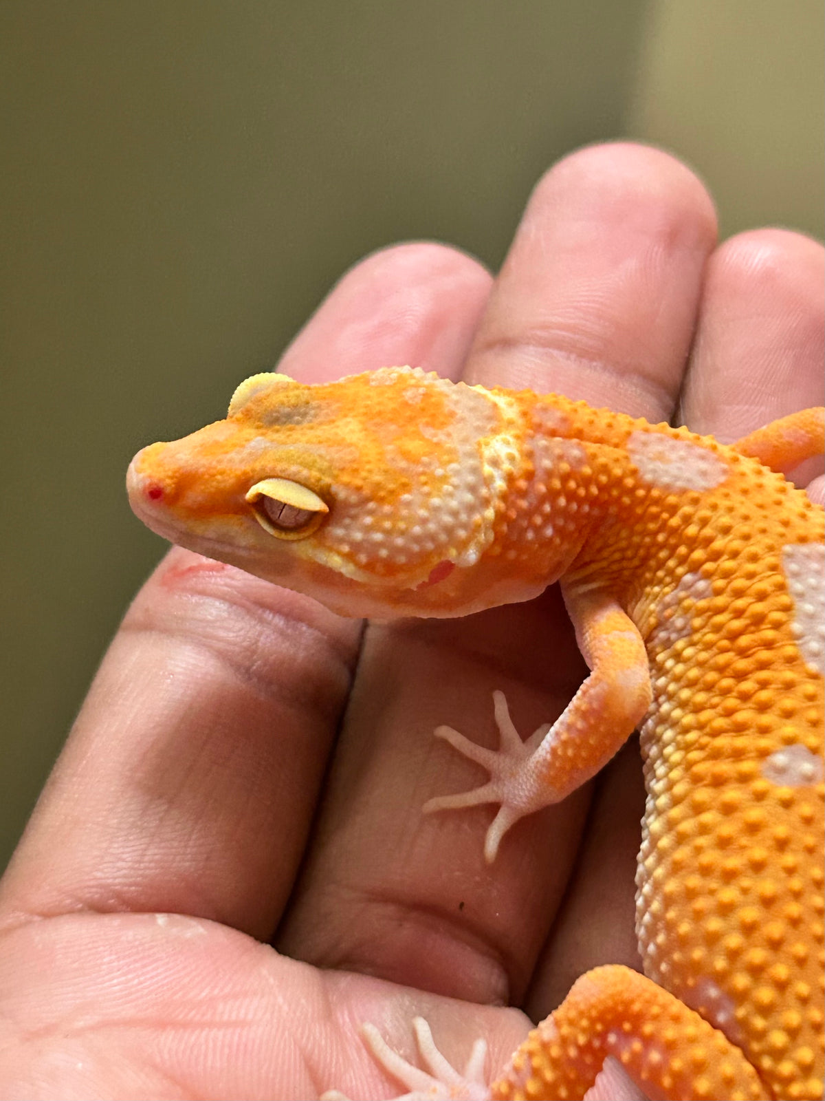 Gecko leopardo Red Diamond hembra