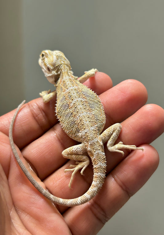 Pogona Hypo het zero macho