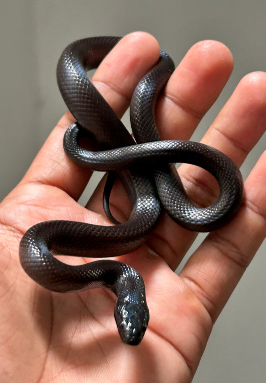 Serpiente Rey Negra Mexicana macho