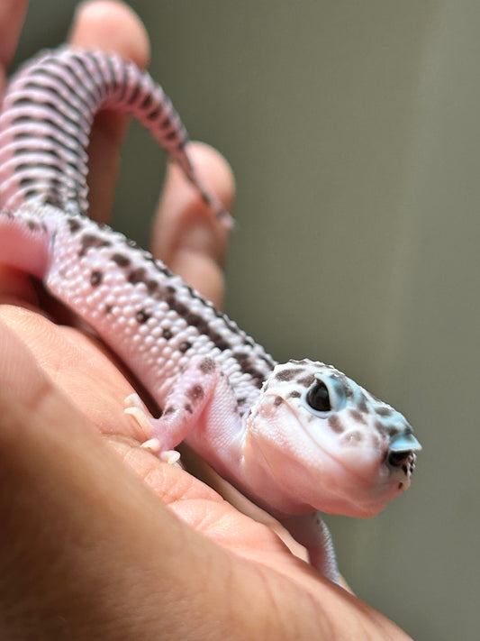 Gecko leopardo Super Snow macho