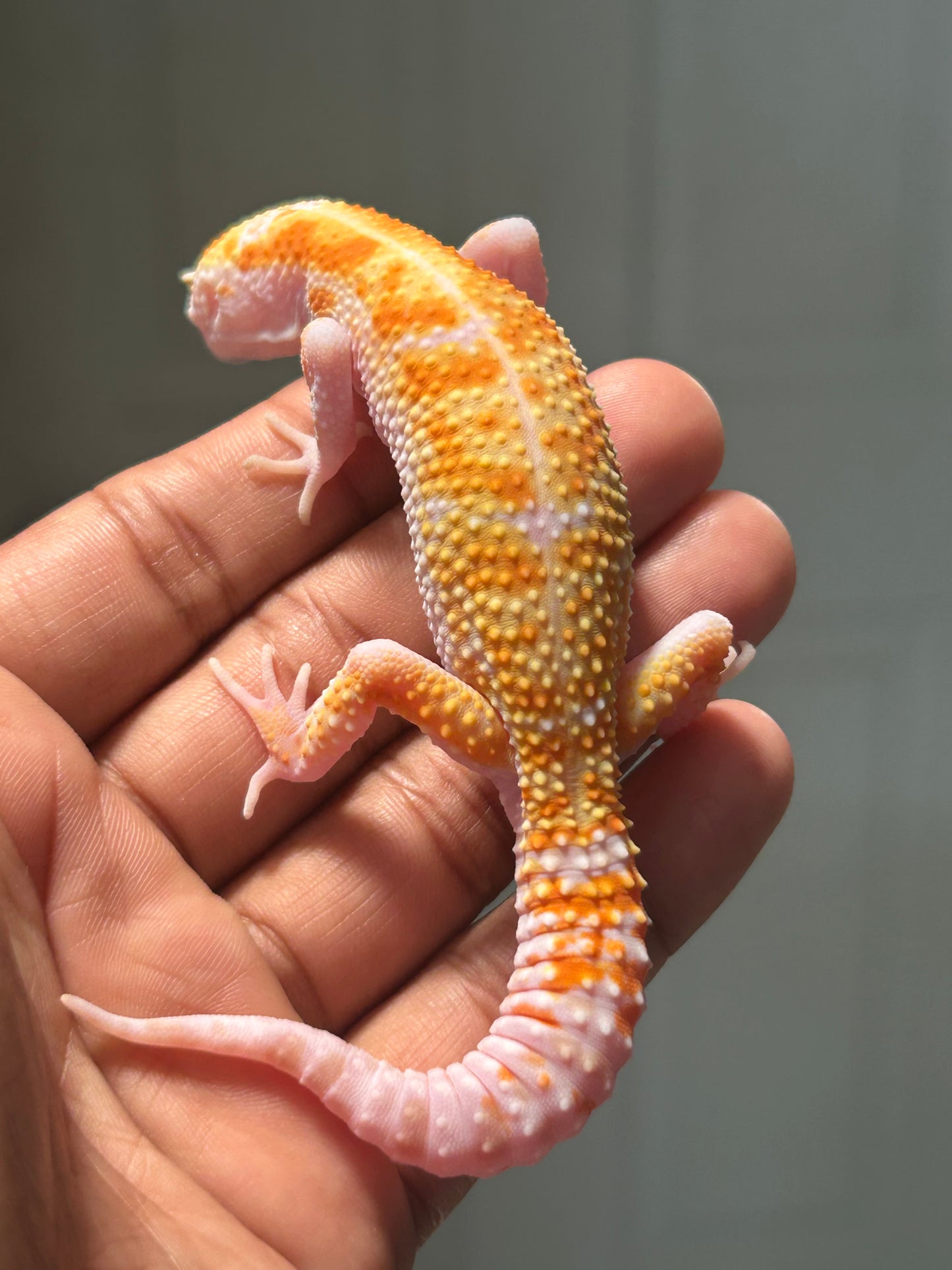 Gecko leopardo Bell W&Y snow macho