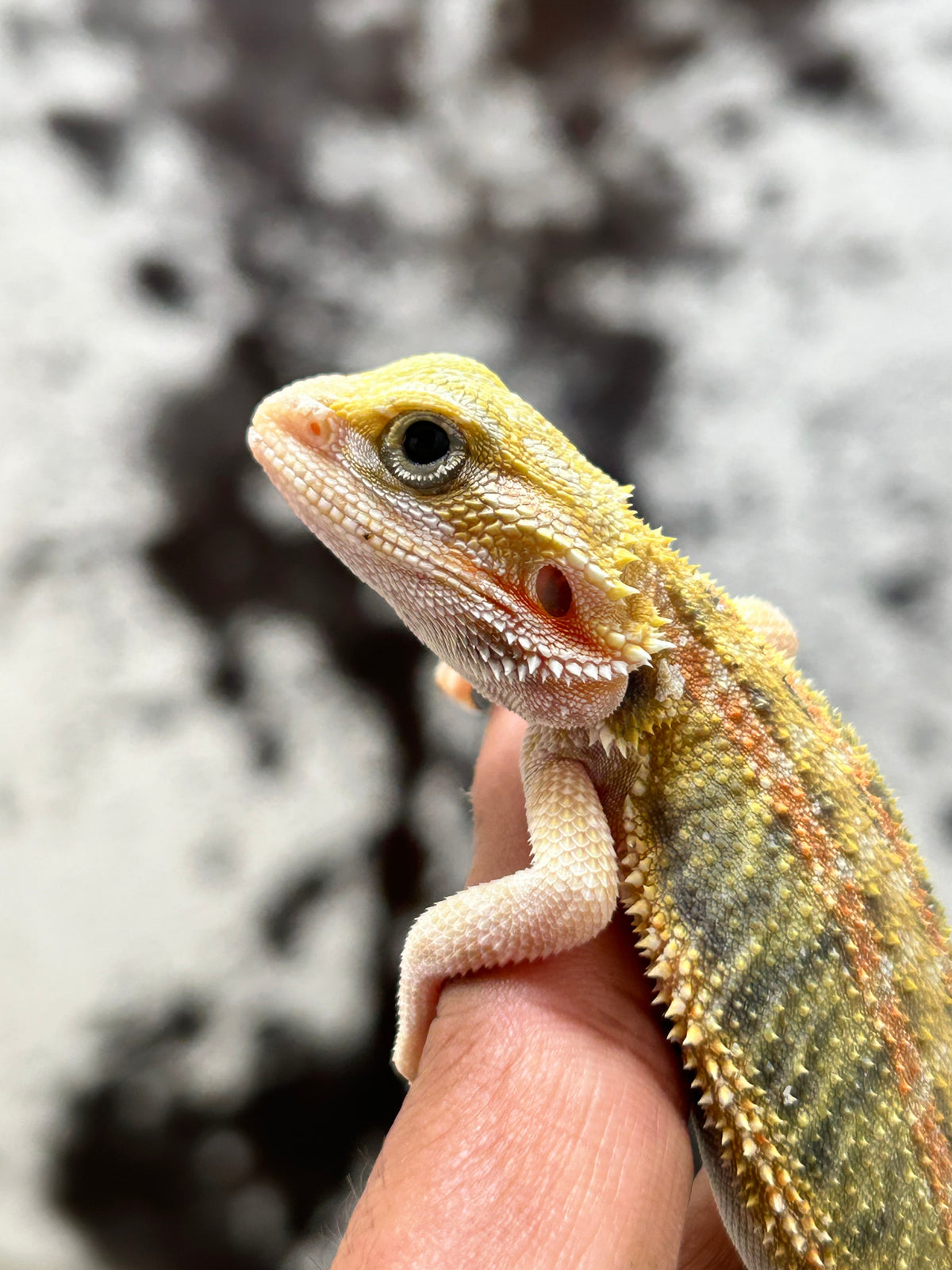 Pogona Orange hypo trans macho (Detalle en pata)