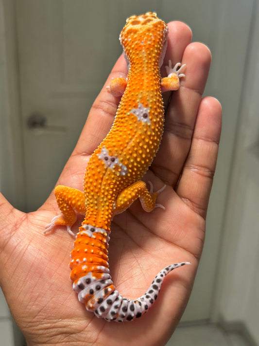 Gecko leopardo Blood inferno macho