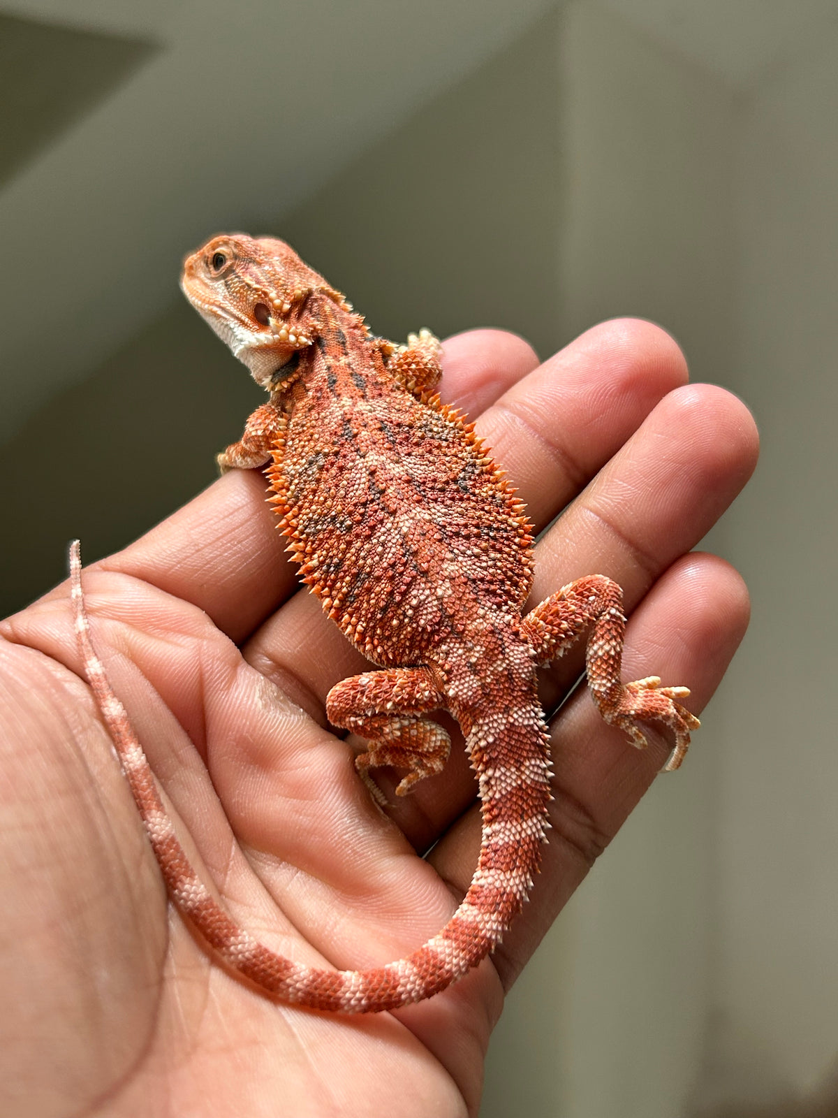 Pogona Chamuco hembra
