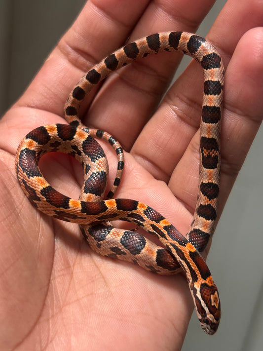 Serpiente maicera okeetee macho