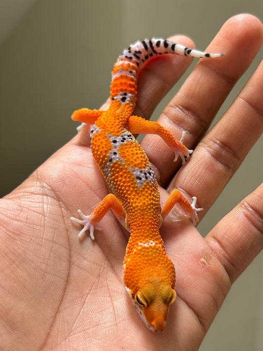 Gecko leopardo blood inferno macho