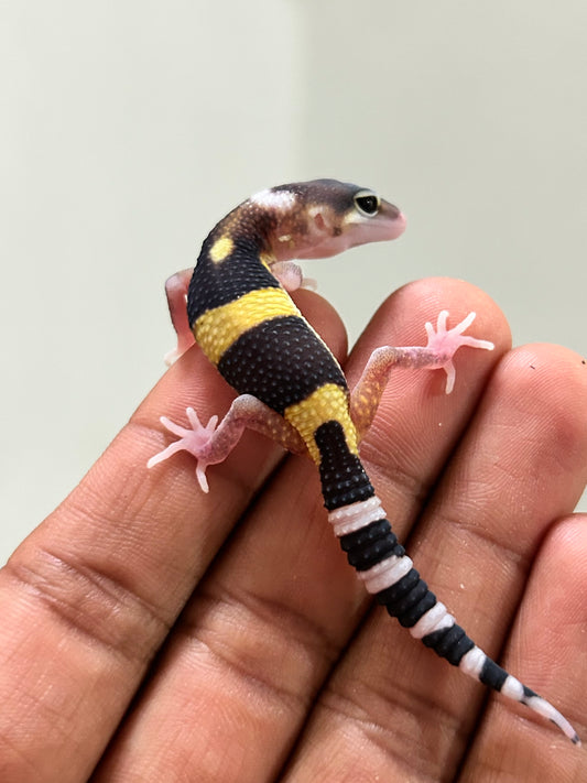 Gecko leopardo eclipse