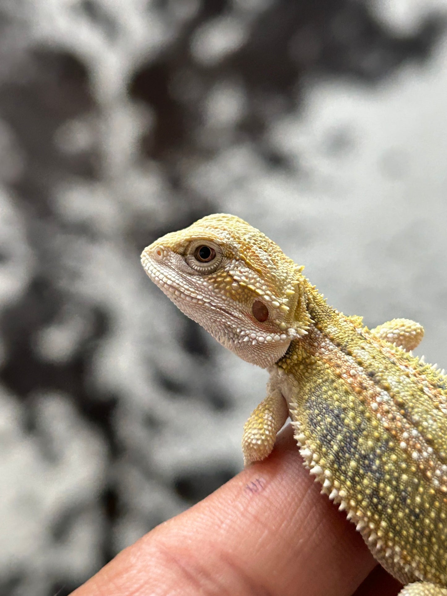 Pogona Citrus hypo dunner hembra