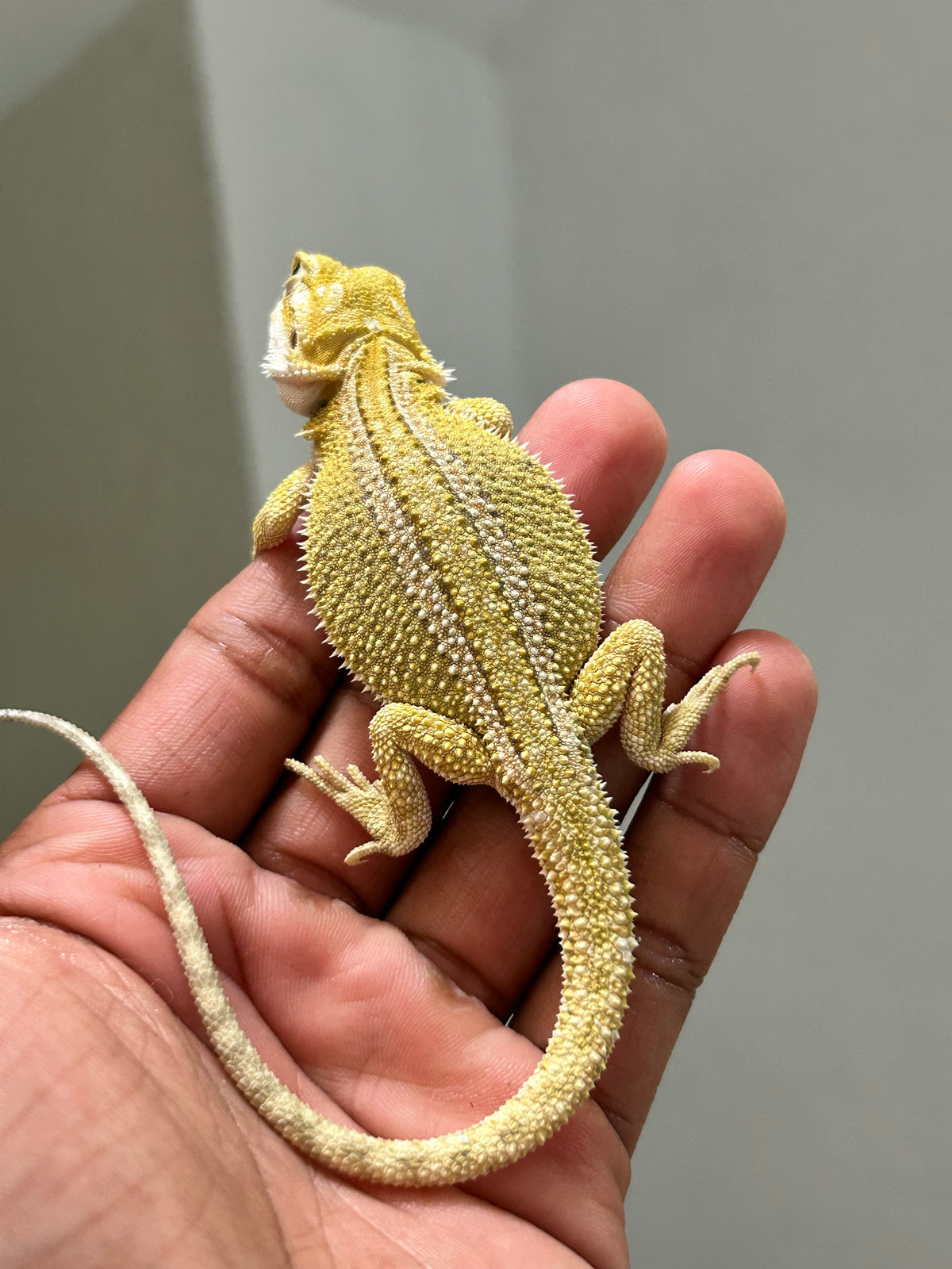 Pogona Citrus hypo dunner hembra
