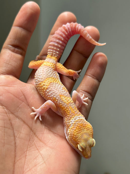 Gecko leopardo snow raptor macho