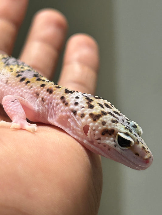 Gecko leopardo W&Y snow eclipse hembra