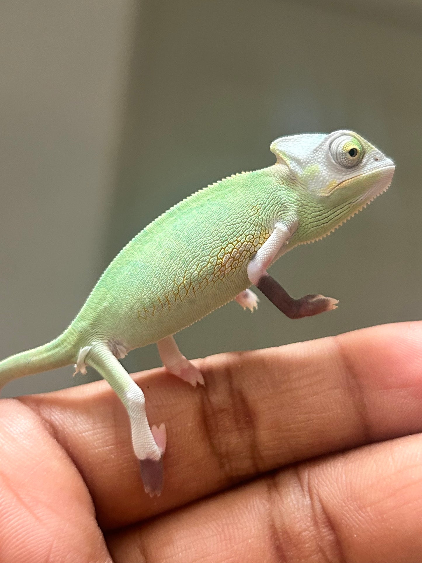 Camaleón de velo high pied hembra