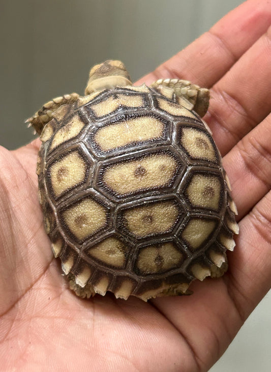 Tortuga sulcata cría