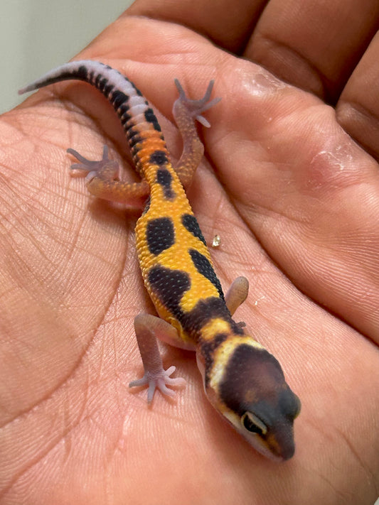 Gecko Leopardo blood inferno