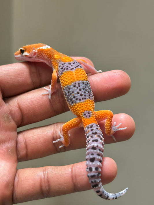 Gecko leopardo Blood inferno macho