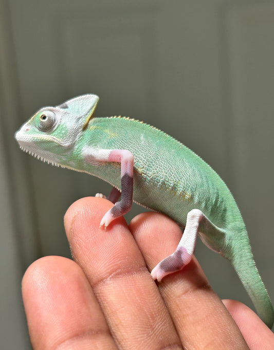 Camaleón de velo high pied hembra cría