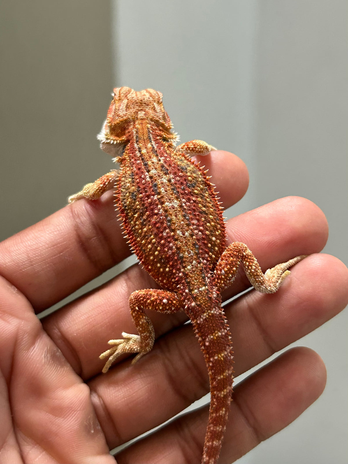 Pogona Red hypo dunner hembra