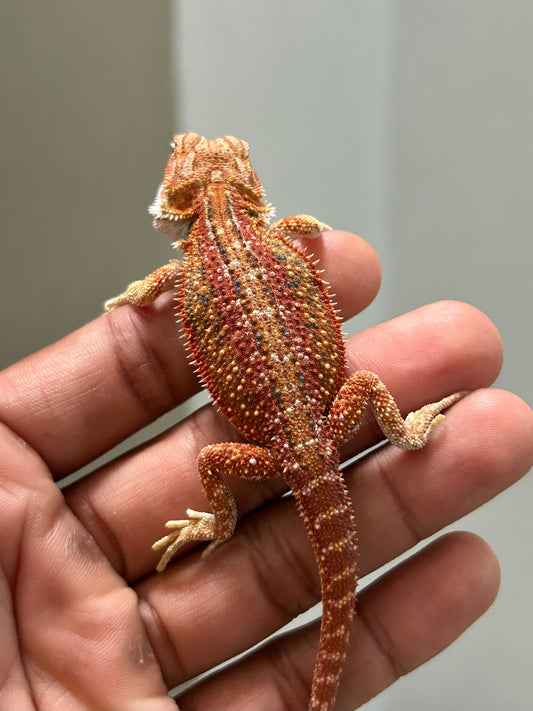 Pogona Red hypo dunner hembra