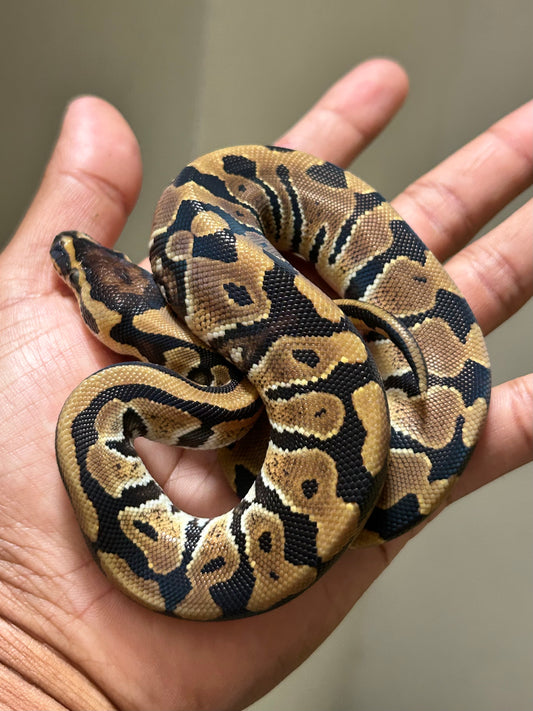 Pitón bola Disco macho