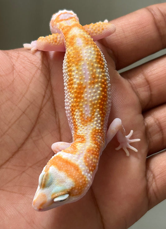 Gecko leopardo W&Y tremper HC macho