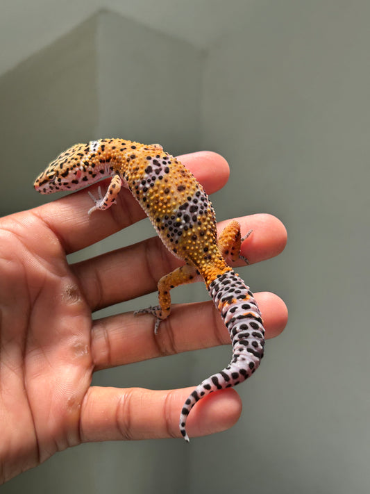 Gecko Leopardo Noir dèsir hembra (Ojos pequeños)