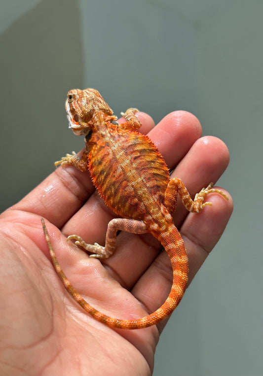 Pogona Chamuco hypo leatherback macho