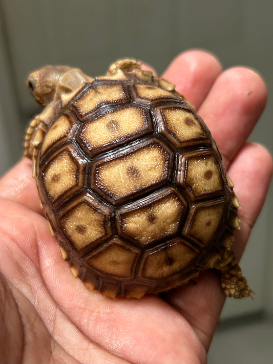 Tortuga sulcata cría